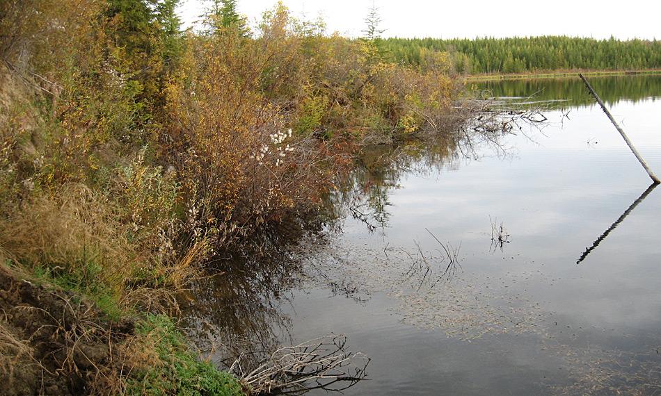 Moose, Sträucher, Bäume und viele Wasserpflanzen wachsen entlang der Uferlinie dieses Thermokarst-Sees. Sie bieten Futter- und Lebensraum für viele Vögel. Aber: Je weiter die Erosion des Ufers voranschreitet, desto mehr des Uferbewuchses stürzt in das Wasser, sinkt auf den Grund und bildet dort dicke Schichten. Foto: Guido Grosse, AWI