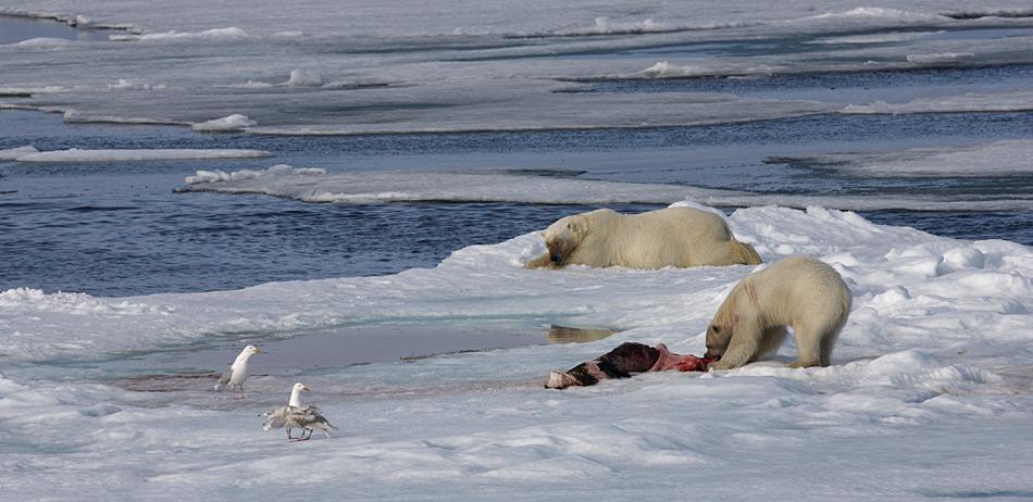 Während sich der alte, fette Eisbär zur Erholung hinlegt, bekommt das jüngere und schwächere Tier noch die Resten der erlegten Robbe.