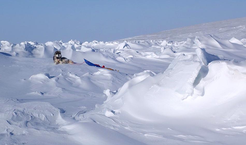 Das Team zog seine Schlitten je selbst und auch Kimnik hatten einen kleinen Schlitten zum Ziehen. Daneben diente der Hund auch als Wache gegen Eisbären, wie es häufig in der Arktis der Fall ist. Foto: Cold Facts