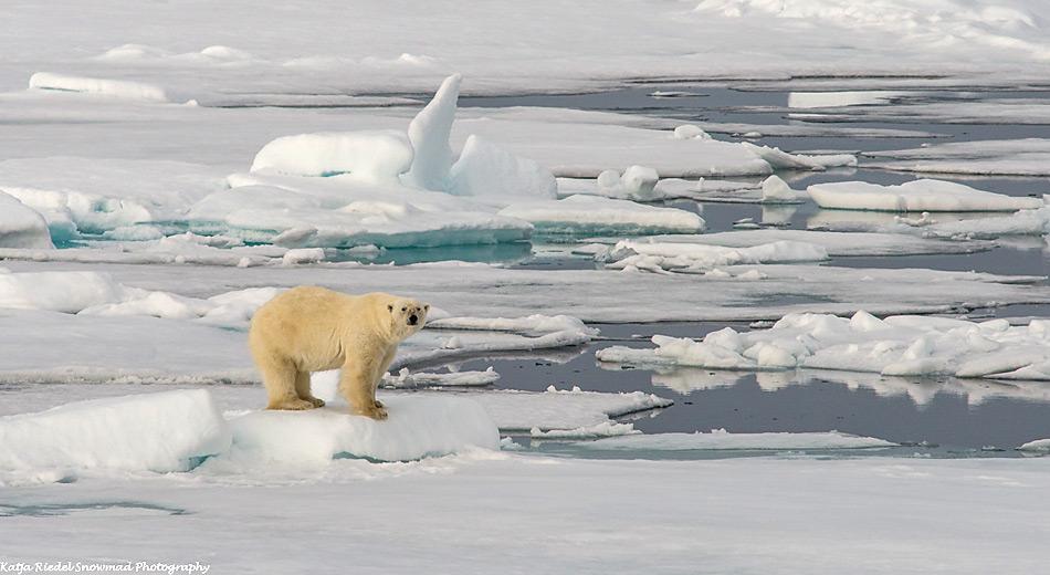 Mikroplastikpartikel sammeln sich in arktischen Gewässern an. Sie können von Fischen und anderen Meerestieren aufgenommen werden und gelangen damit in die arktische Nahrungskette. (Foto: Katja Riedel)