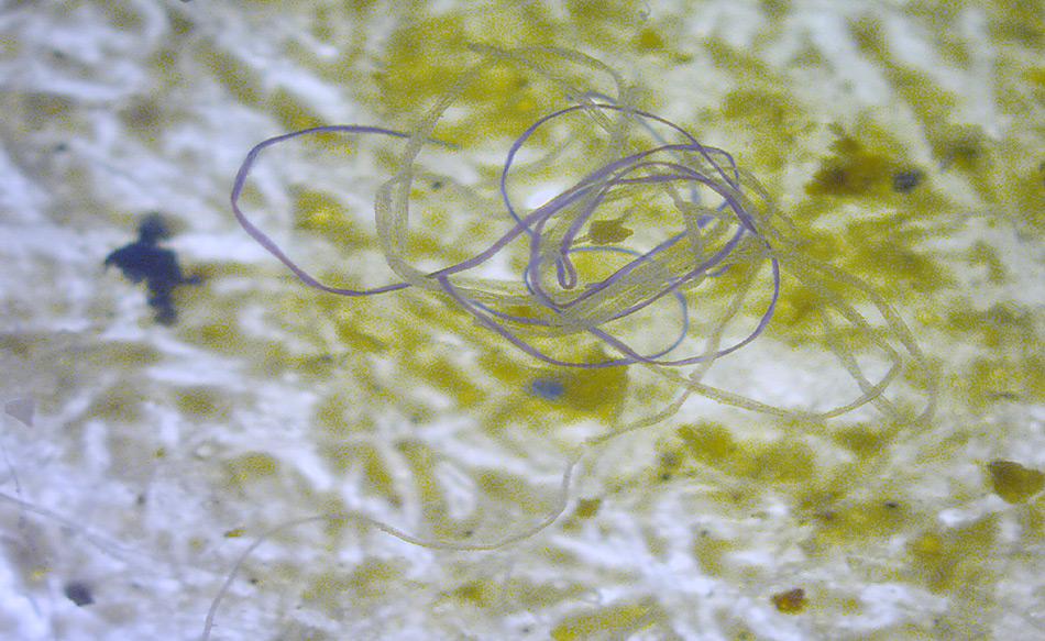 Mikroplastik Fasern im Meerwasser gefunden (Foto: M. Danny, Wikipedia)