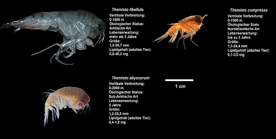 Ein Grössenvergleich aller drei Flohkrebsarten, die im Rahmen einer HAUSGAR­TEN-Studie untersucht wurden. Foto: AWI, Angelina Kraft