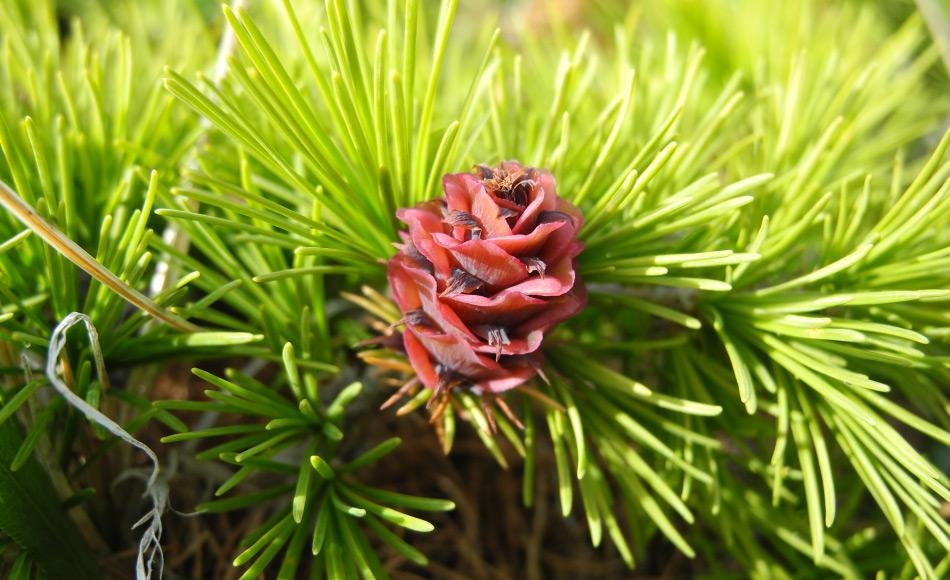 Der Blütenstand der Dahurischen Lärche Larix gmelinii, die mit ihrem flachen Wurzelnetz in der dünnen Auftauschicht des Permafrostes wachsen kann. Foto: Stefan Kruse