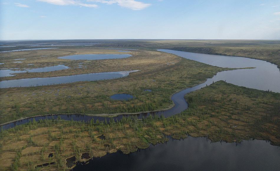 Sollte der Klimawandel in demselben Tempo fortschreiten wie bisher, werden die Lärchenwälder die jetzige Tundra besiedeln und die Fichten und Kiefern die Lärchen ablösen. Die Tundra würde verschwinden. Bild: Heike Zimmermann