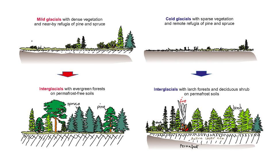 Wenn leichte Eiszeiten herrschten, konnte sich sukzessive eine dichte Waldgemeinschaft bilden, der Permafrostboden taute komplett auf und verschwand (links). Bei langen Eiszeiten schützten die Lärchen die Permafrostschicht und daher konnten sich nur flachwurzelnde Bäume und Gebüsche etablieren. Grafik: U. Herzschuh