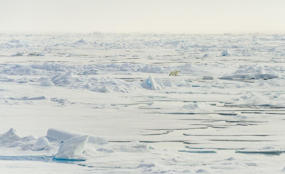 Das arktische Meereis ist in den letzten 40 Jahren um mehr als die Hälfte geschrumpft. Dies hat einen großen Einfluss auf das Klima, die Albedo und das arktische Ökosystem, einschliesslich Eisbären. Daher ist es enorm wichtig, die zukünftige Entwicklung der Meereisbedeckung zu verstehen und korrekt vorherzusagen. Bild: Katja Riedel