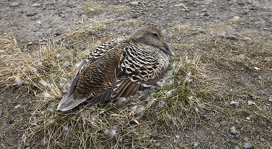 In der Kolonie bei Longyearbyen brühten zirka 200 Eiderenten. Die Eier werden während einer Dauer von 25 bis 26 Tagen ausschliesslich durch das Weibchen bebrütet, das während dieser Zeit fastet.