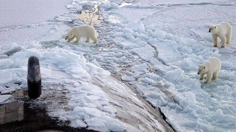 Da staunen die Eisbären nicht schlecht, aber an vermehrte Überraschungen muss sich der König der Arktis so langsam gewöhnen.