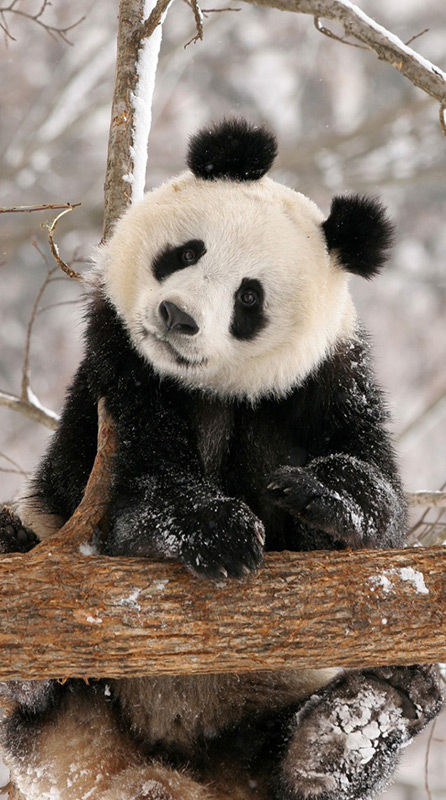 Pandas fühlen sich auch im Winter wohl und dürften mit dem Klima in Kopenhagen kein Problem haben.