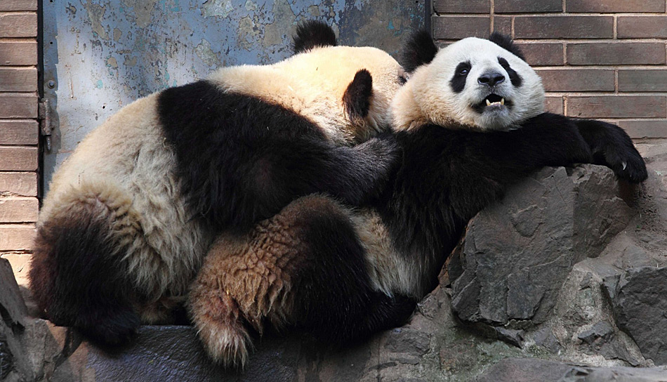 Pandabären sind kostbare Geschenke aus China. Und auch in Kopenhagen scheinen sie sich wohl zu fühlen.