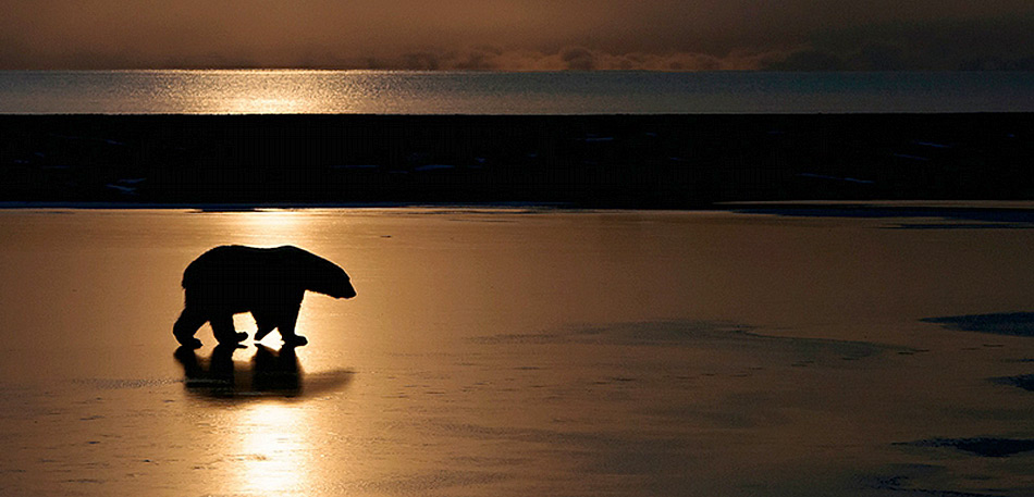 Wrangel Island ist auch bekannt als «Kinderstube der Eisbären». Nirgends kommen mehr Jungtiere zur Welt als auf der verlassenen Insel im arktischen Ozean.