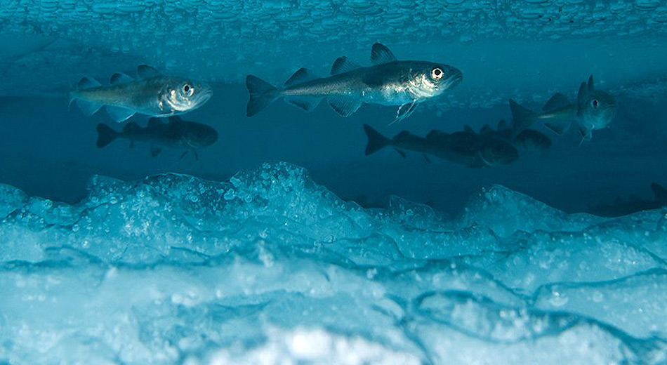 Der Polardorsch ist ein wichtiger Bestandteil der nordpolaren Eisfauna. Seine Fressfeinde sind Seevögel, Meeressäugetiere und verschiedene Fischarten. Damit ist er die wichtigste Art im Polarmeer.