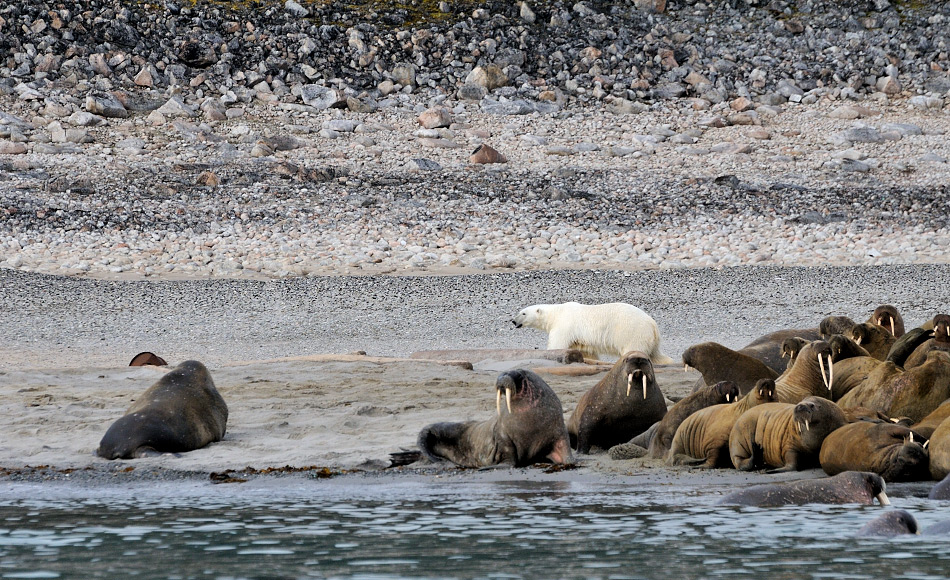 Gute Neuigkeiten für die beiden Ikonen der Arktis. Öl- und Gasförderungen sind in weiten Gebieten verboten. So können sowohl Eisbär wie auch Walross etwas verschnaufen. Doch Klimawandel, Verschmutzung und zunehmender Verkehr schweben über den Köpfen und bedrohen ihre Umwelt. Bild: Michael Wenger