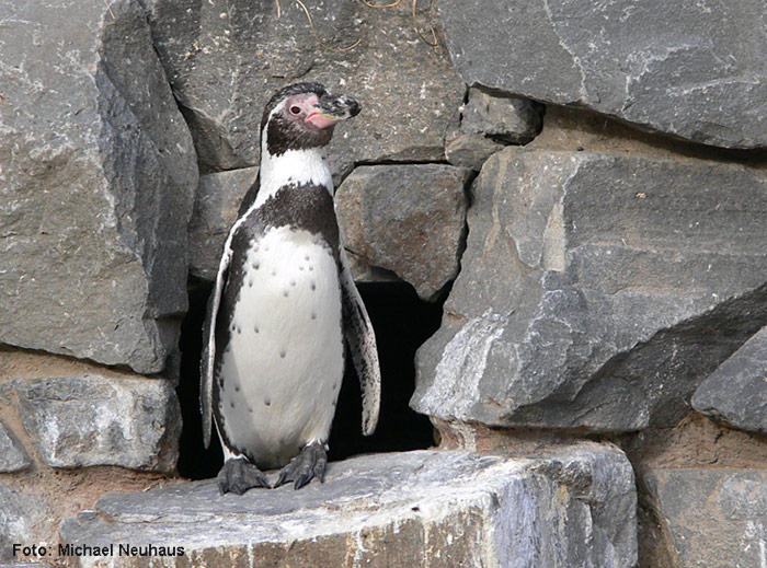 Humboldtpinguin-Hoehle