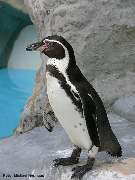 Humboldtpinguin