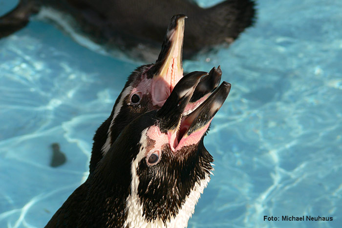 Humboldtpinguine-Wasser