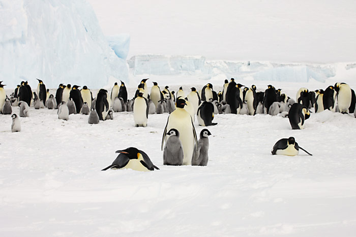 PolarNEWS_Kaiserpinguine_Snowhill_013