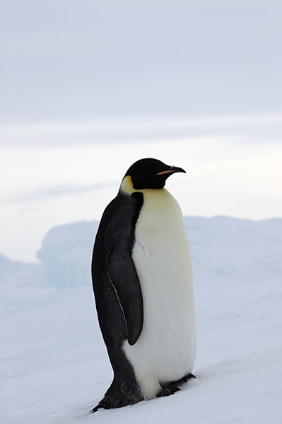 PolarNEWS_Kaiserpinguine_Snowhill_019