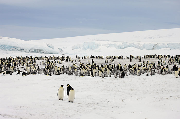 PolarNEWS_Kaiserpinguine_Snowhill_020