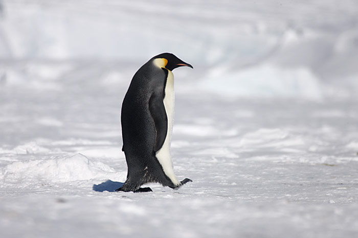 PolarNEWS_Kaiserpinguine_Snowhill_027