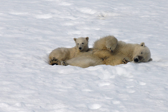 008_spitzbergen_2010