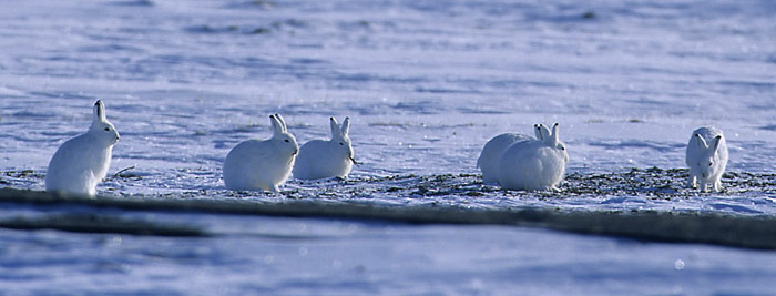 Noch weiss man noch nicht viel über den Polarhasen. Lesen Sie die spannende Tiergeschichte in PolarNEWS.