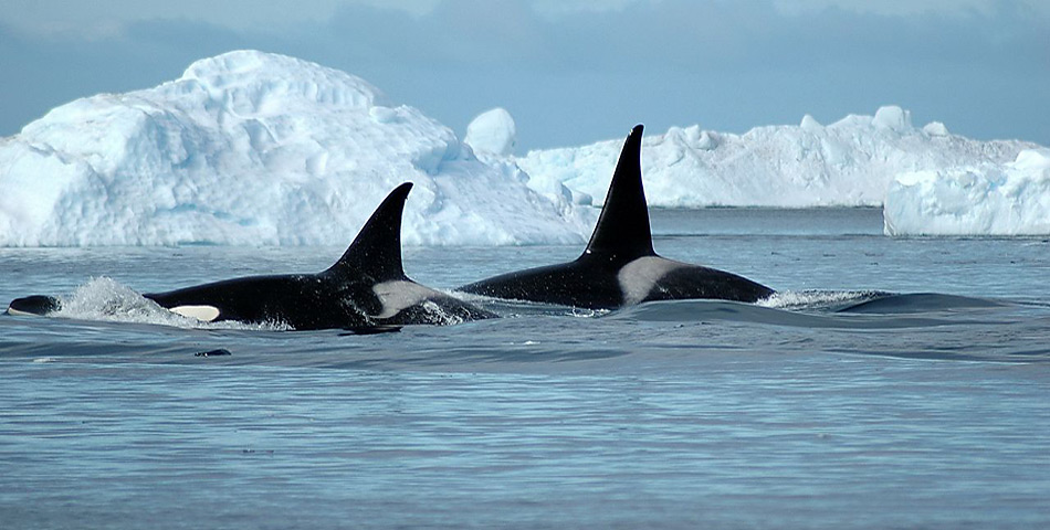 Orcas tragen ihren Übernamen «Killerwal» zu unrecht.