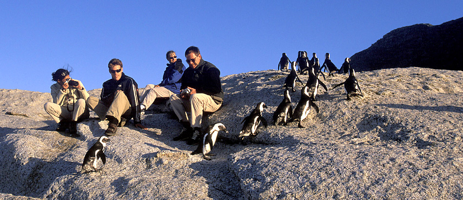 Bei Boulders Beach, südlich von Kapstadt sind die Pinguine eine der Hauptattraktion. Wenn sie am Abend von Fischfang zurückkehren zeigen Sie keine Scheu vor den Menschen.