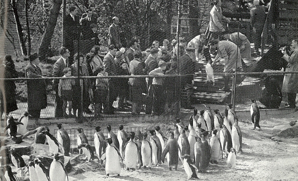 Grosser Andrang zum 40-jährigen Jubiläum des ersten geschlüpften Königspinguin im Zoo von Edinburgh.