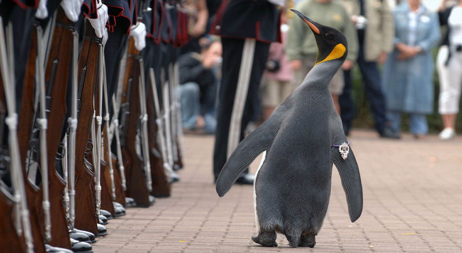 Am 15. August 2008 besuchte er die königliche Garde von Norwegen und wurde vom norwegischen König Harald V. zum Ritter geschlagen. Seither trägt der Pinguin den Titel Sir Nils Olav II.