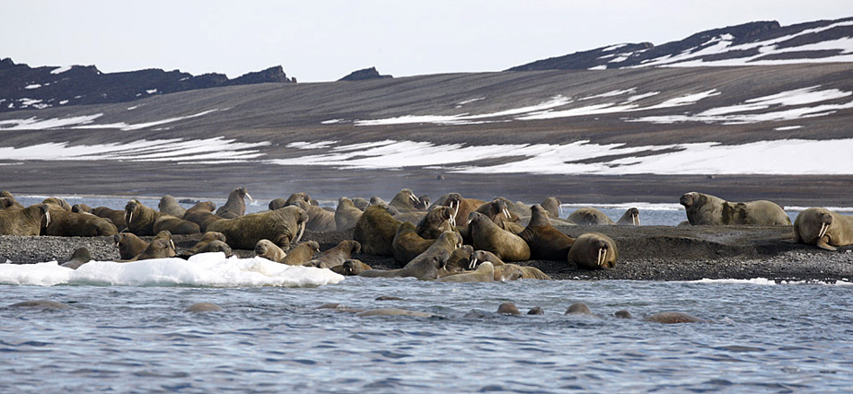 Der geheimnisvolle und für viele Menschen noch völlig unbekannte Archipel des Franz-Josef Landes ist Russlands nördlichster Aussenposten im arktischen Eismeer. Seit noch nicht mal zwanzig Jahren sind diese Inseln dem Besucher erst wieder zugänglich, denn die Umwälzungen in der damaligen Sowjetunion machten es möglich, diesen Teil der Arktis wieder zu bereisen.