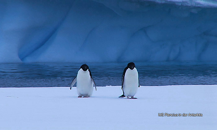 Adeliepinguine