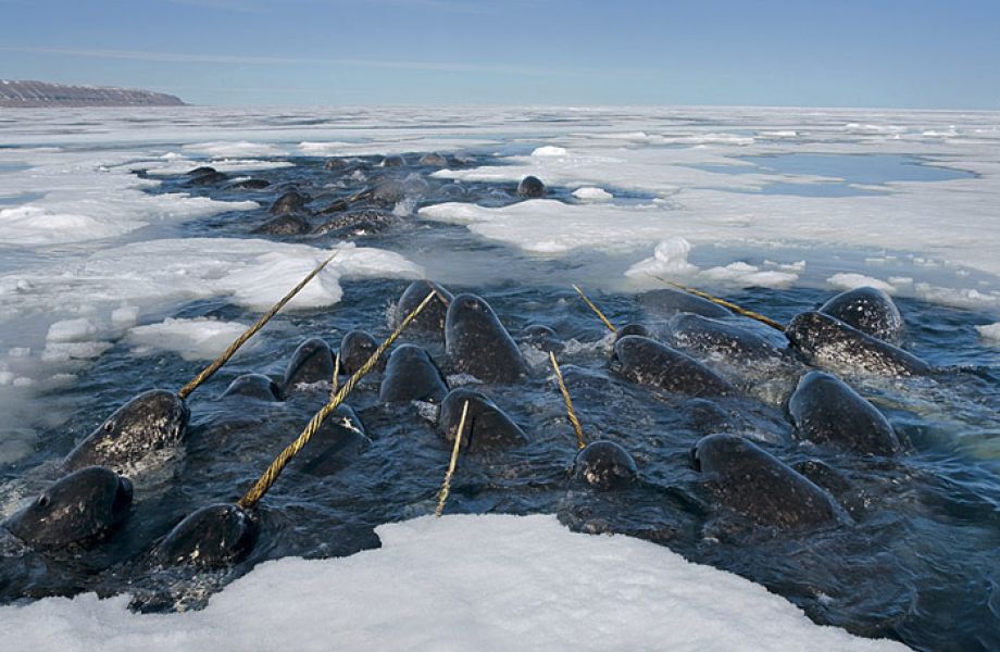 Paul Nicklen - Polarwelten