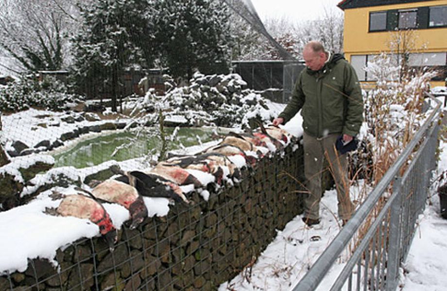 Fuchs reisst 13 Zoo-Pinguine