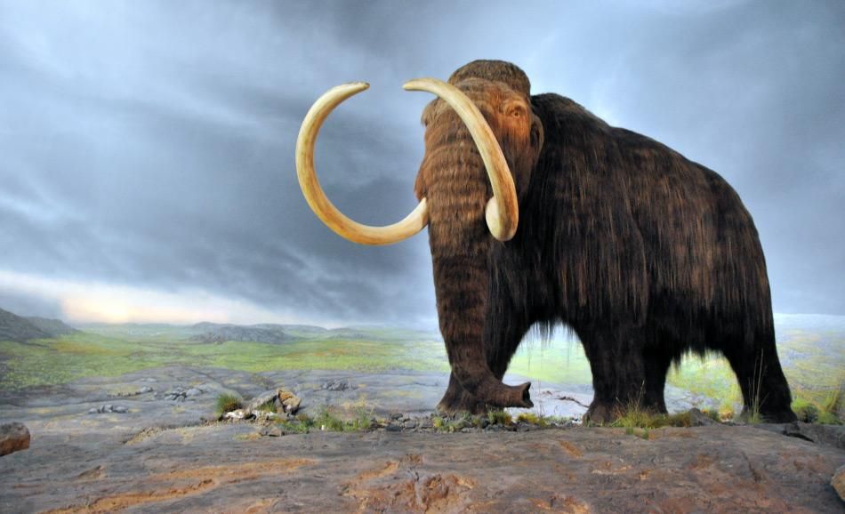 Letzte Mammuts in Alaska starben an Verdursten